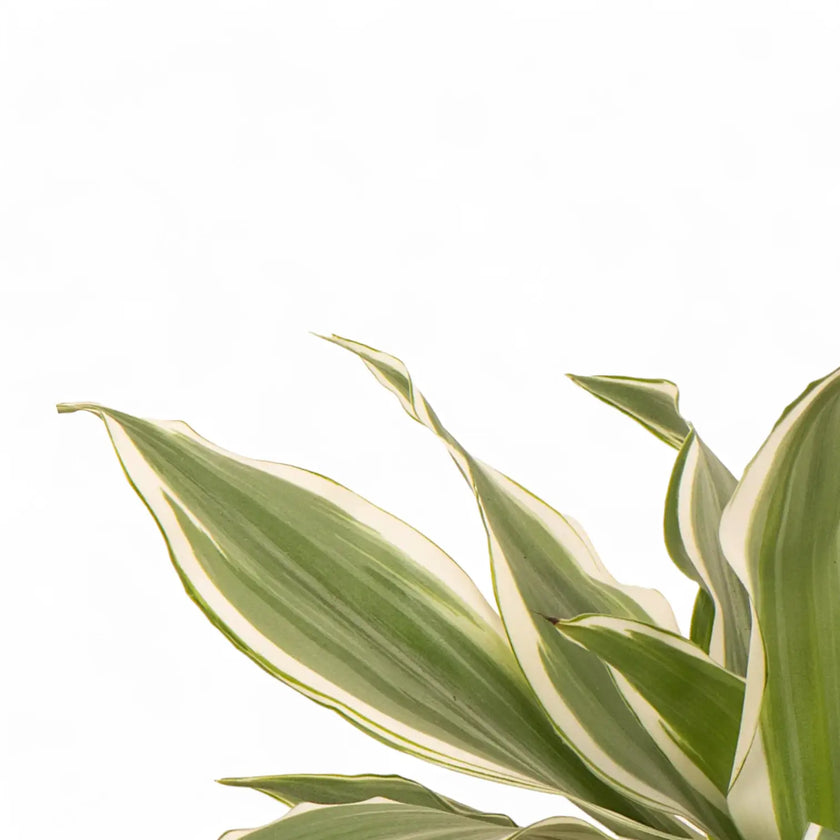 Dracaena braunii 'Victory' – Blattdetail vor weißem Hintergrund..