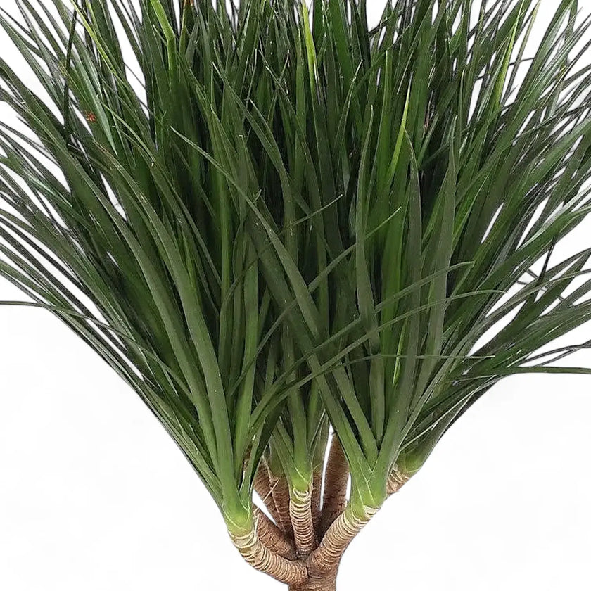 Dracaena draco – Blattdetail vor weißem Hintergrund..