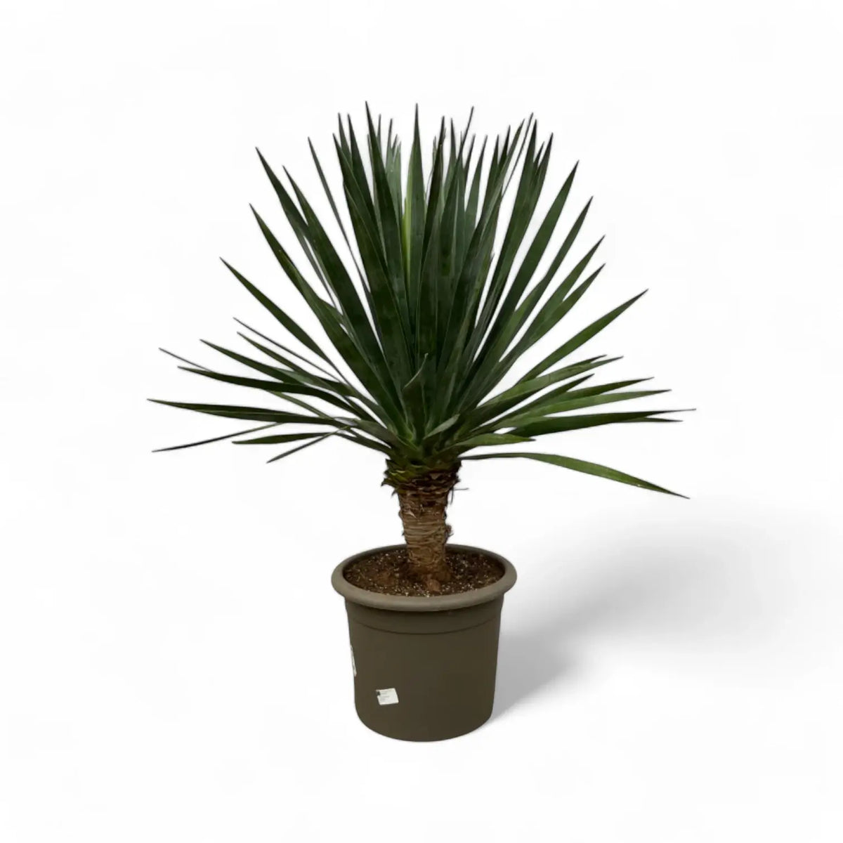 Dracaena draco Zimmerpflanze im Anzuchttopf vor weißem Hintergrund, Produktfoto 3.