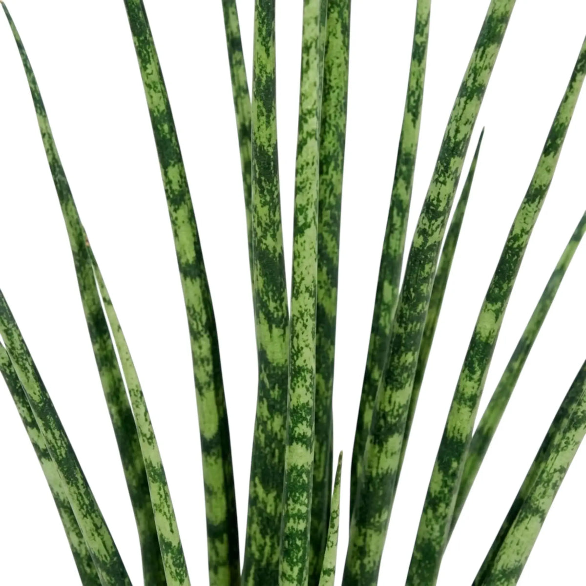 Nahaufnahme der feinen spitzen Blätter und unregelmäßigen grünen Querzeichnung von Dracaena ‘Fernwood Mikado’