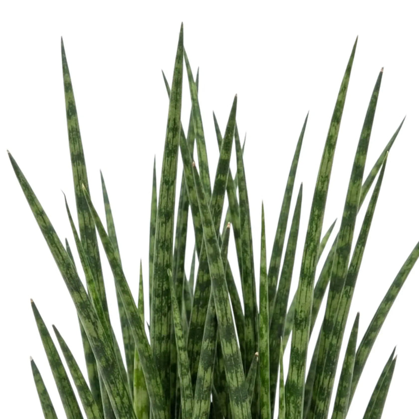 Dracaena ‘Fernwood Mikado’ foliage close-up with tightly grouped narrow banded leaves