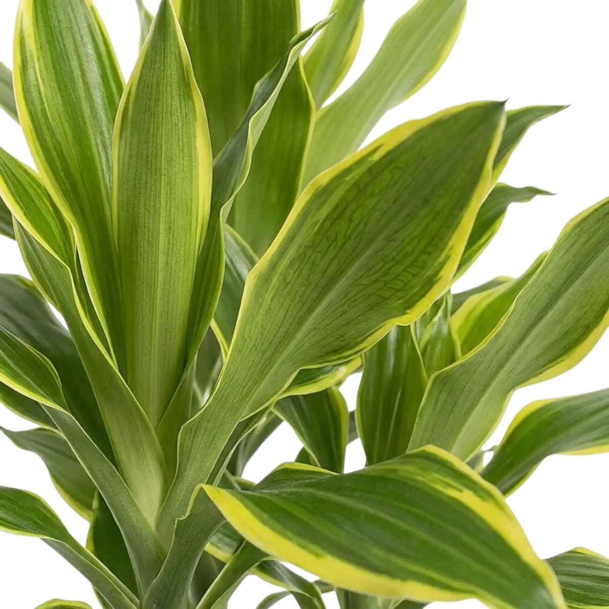 Dracaena fragrans ‘Golden Coast’ foliage detail with glossy green leaves and lime to golden-yellow margins