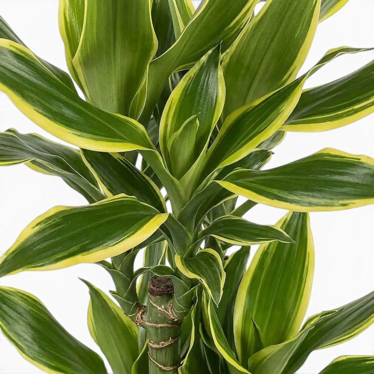 Dracaena fragrans ‘Golden Coast’ close foliage view with green leaves and bright golden margins