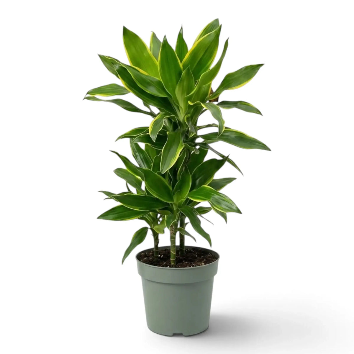 Dracaena fragrans ‘Golden Coast’ with dense upright foliage and yellow-green leaf margins