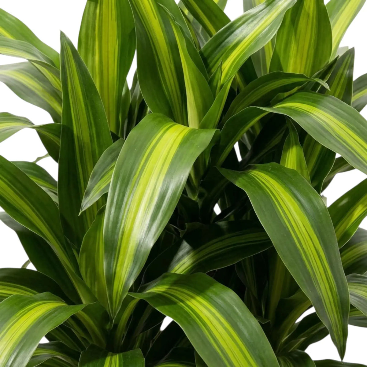 Nahaufnahme des Laubs von Dracaena fragrans ‘Hawaiian Sunshine’ mit langen Blättern und hellgrünen Mittelstreifen