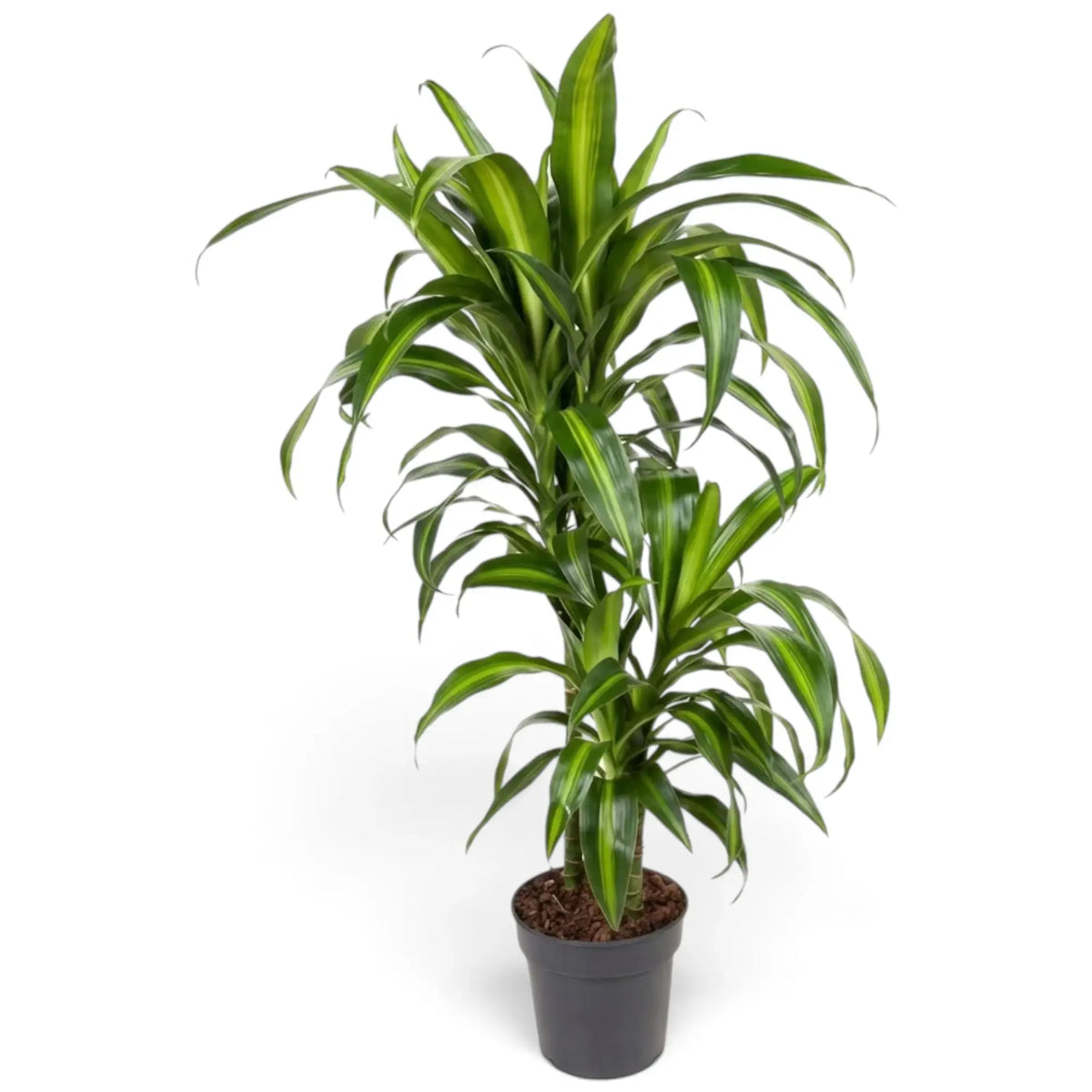 Dracaena fragrans ‘Hawaiian Sunshine’ im Kulturtopf mit schmalen dunkelgrünen Blättern und hellgrünen Mittelstreifen