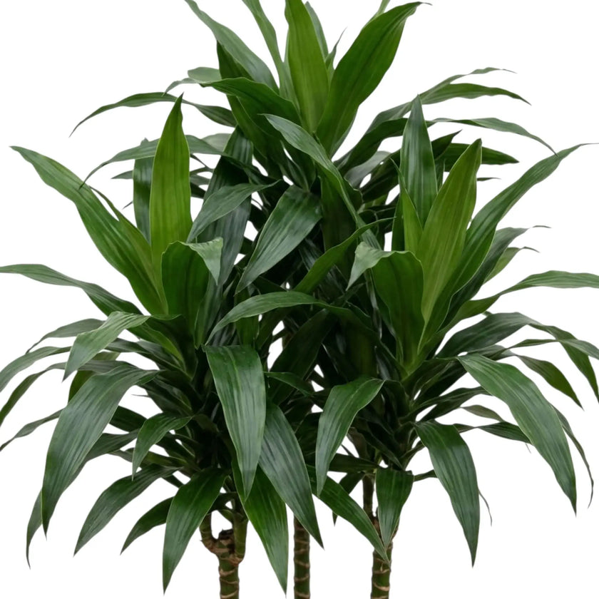 Close-up of broad glossy dark green leaves on Dracaena fragrans ‘Janet Craig’