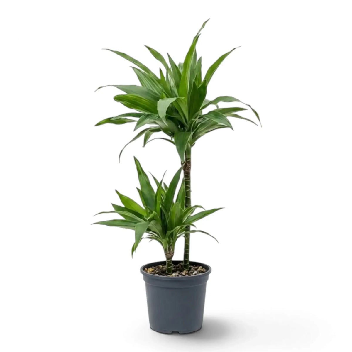 Dracaena fragrans ‘Janet Craig’ plant with broad glossy dark green leaves