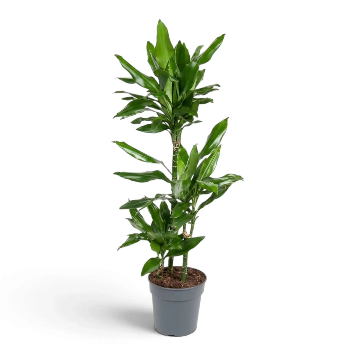 Große Dracaena fragrans ‘Janet Lind’ mit glänzenden, dunkelgrünen Blättern mit hellgrünen Streifen