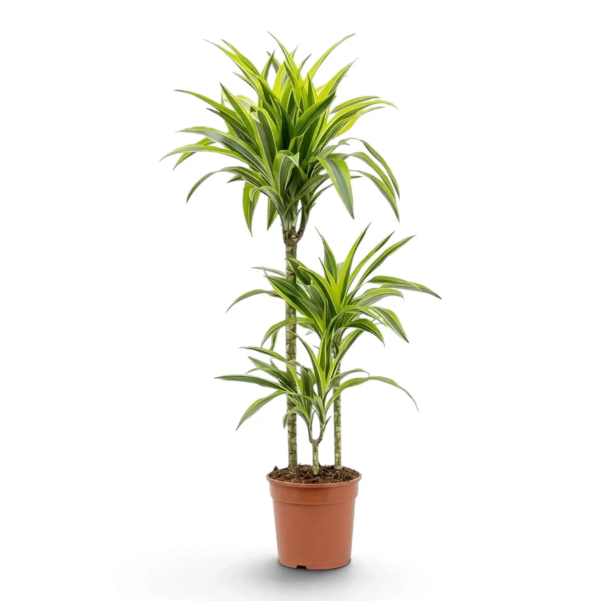 XL Dracaena fragrans ‘Lemon Lime’ with green, white and yellow-green striped leaves