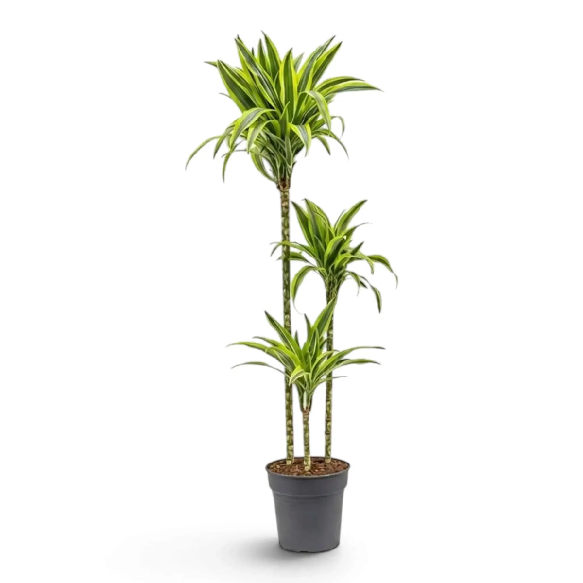 XL Dracaena fragrans ‘Lemon Lime’ with green, white and yellow-green striped leaves