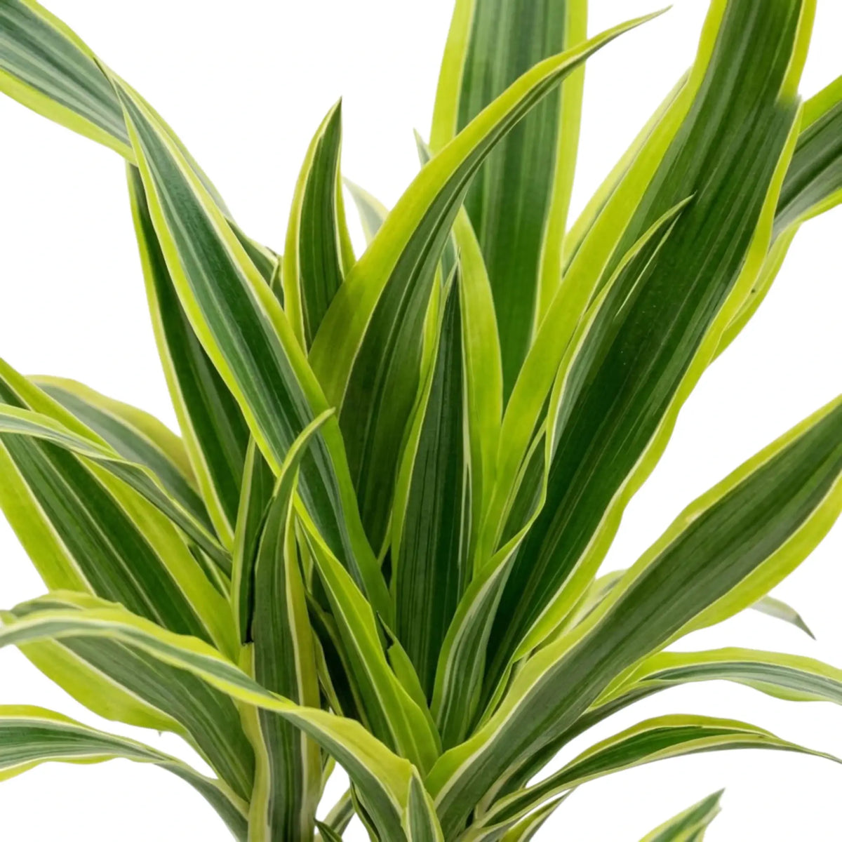 Close-up of green, white and yellow-green striped leaves on Dracaena fragrans ‘Lemon Lime’
