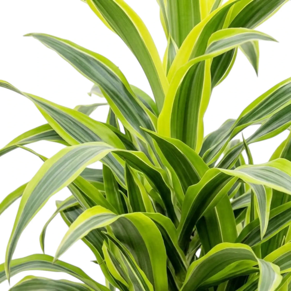 Close-up of green, white and yellow-green striped leaves on Dracaena fragrans ‘Lemon Lime’