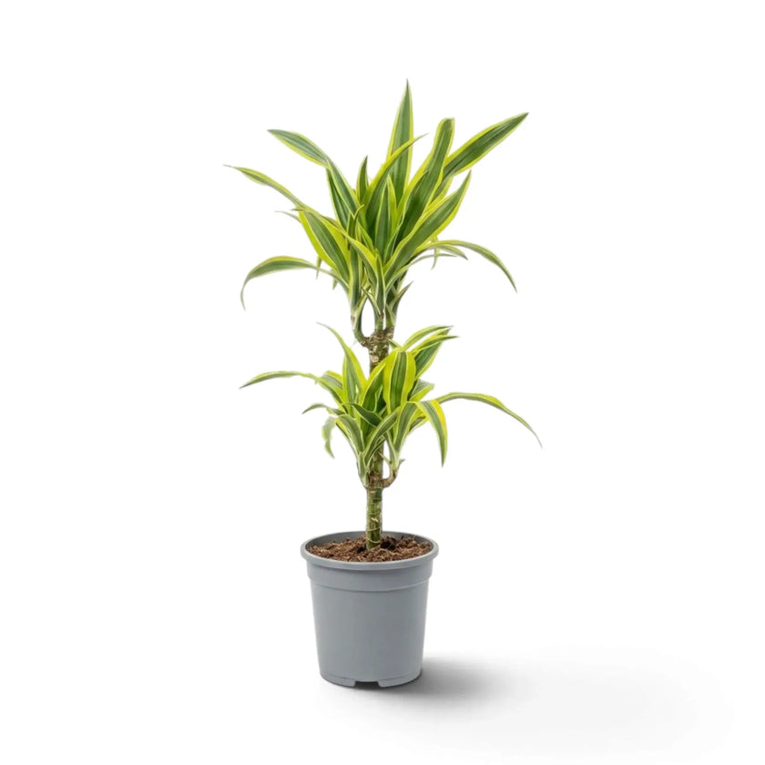 Large Dracaena fragrans ‘Lemon Lime’ with green, white and yellow-green striped leaves
