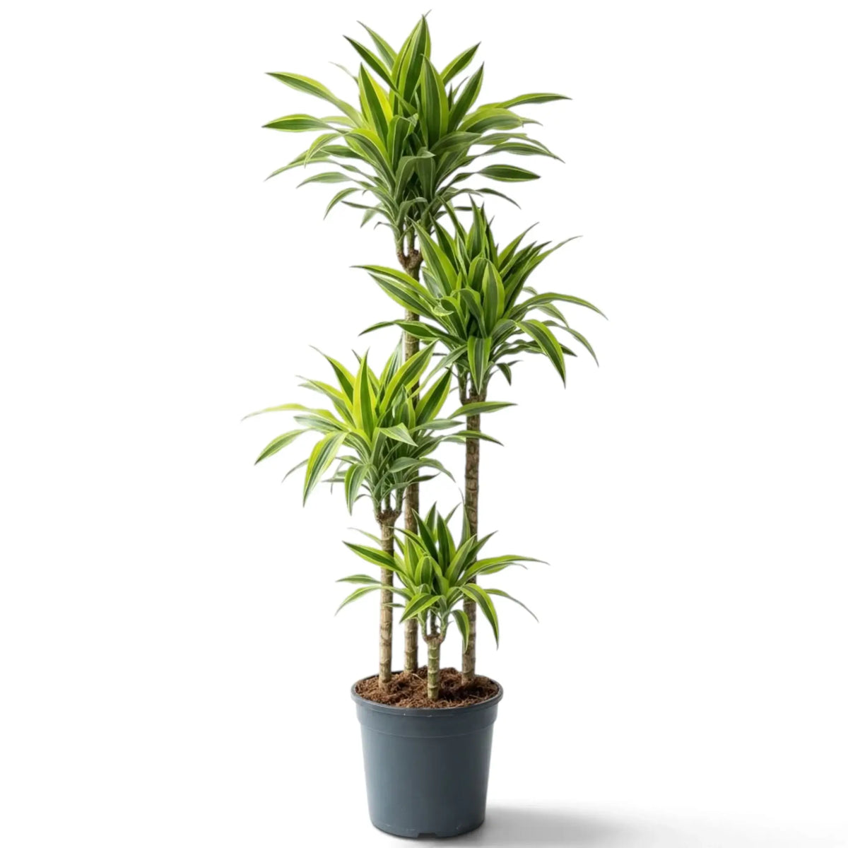 XXL Dracaena fragrans ‘Lemon Lime’ with green, white and yellow-green striped leaves