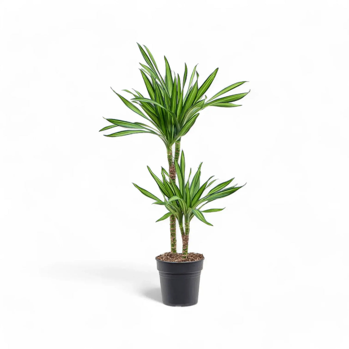 Dracaena fragrans ‘Rikki’ potted plant in nursery pot on white background.