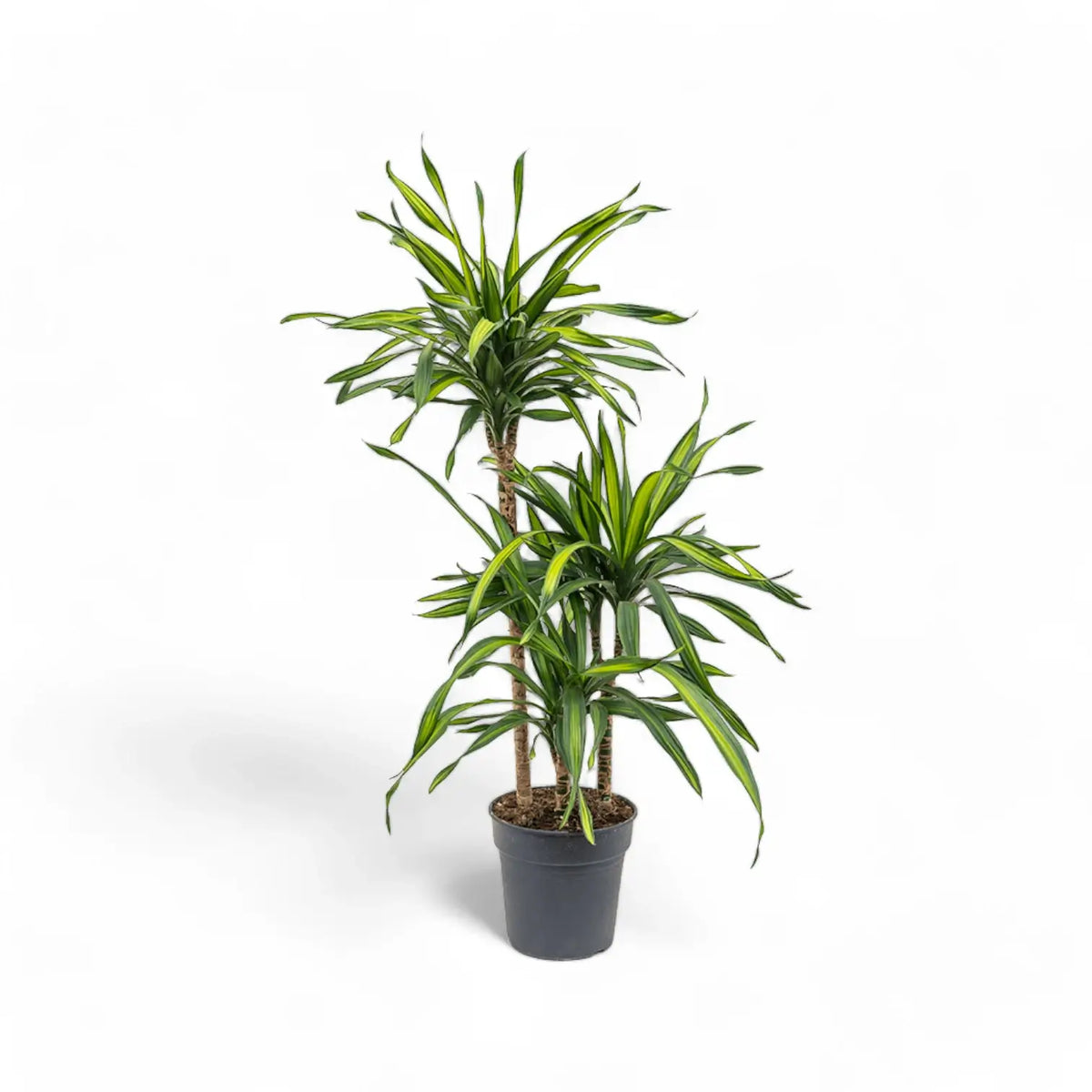 Dracaena fragrans ‘Rikki’ potted plant in nursery pot on white background.