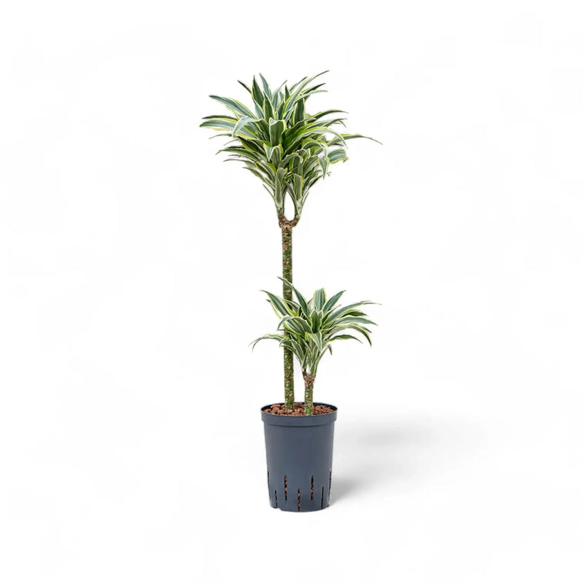Dracaena fragrans 'Surprise' Zimmerpflanze im Anzuchttopf vor weißem Hintergrund, Produktfoto 2.