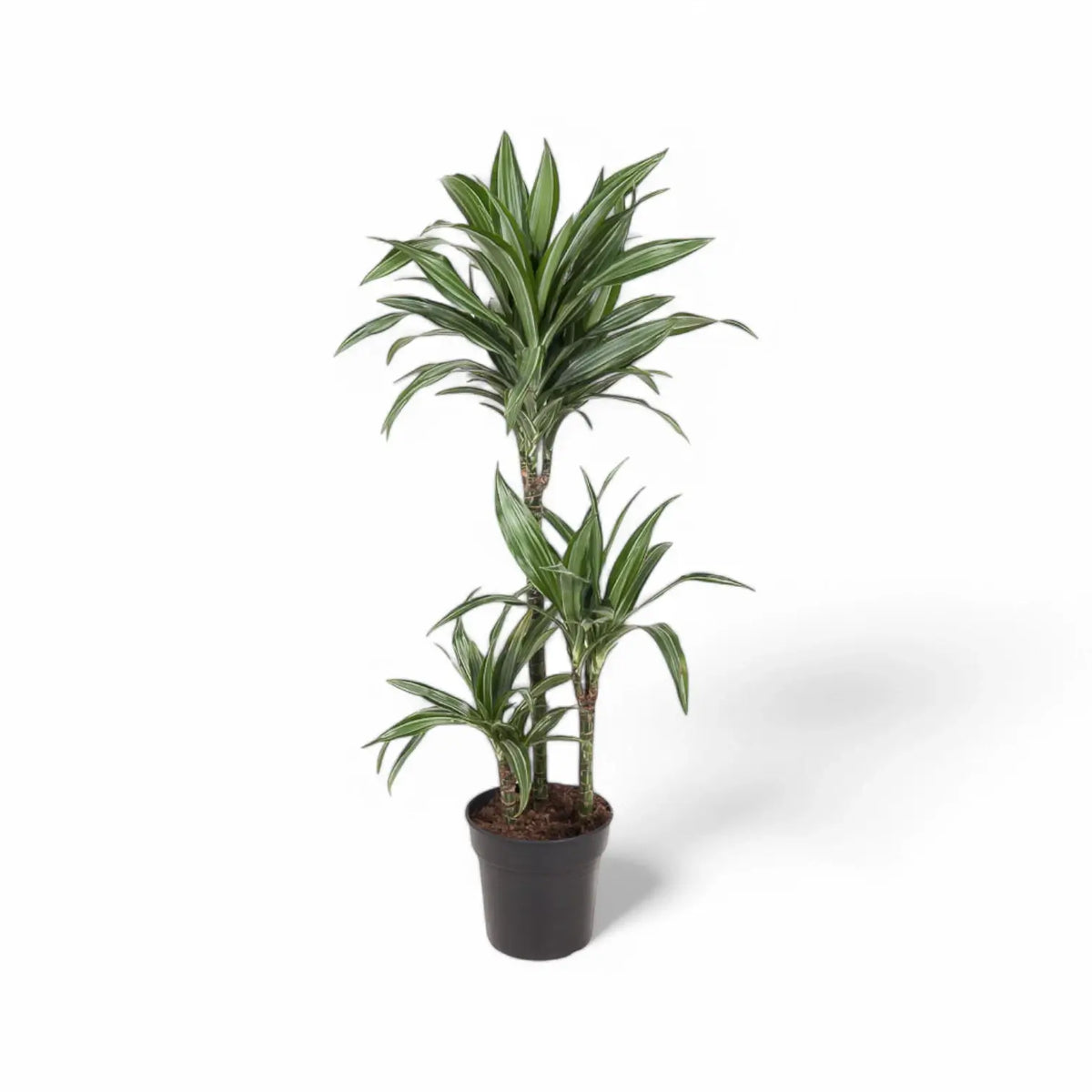 Dracaena fragrans 'Ulises' potted plant in nursery pot on white background.