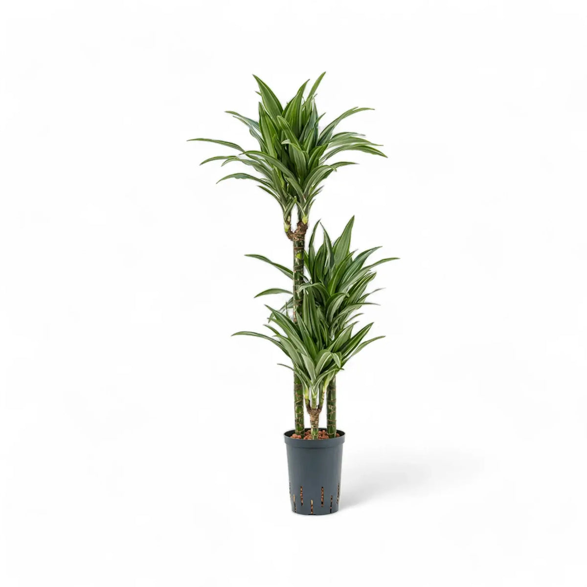 Dracaena fragrans 'Ulises' potted plant in nursery pot on white background.