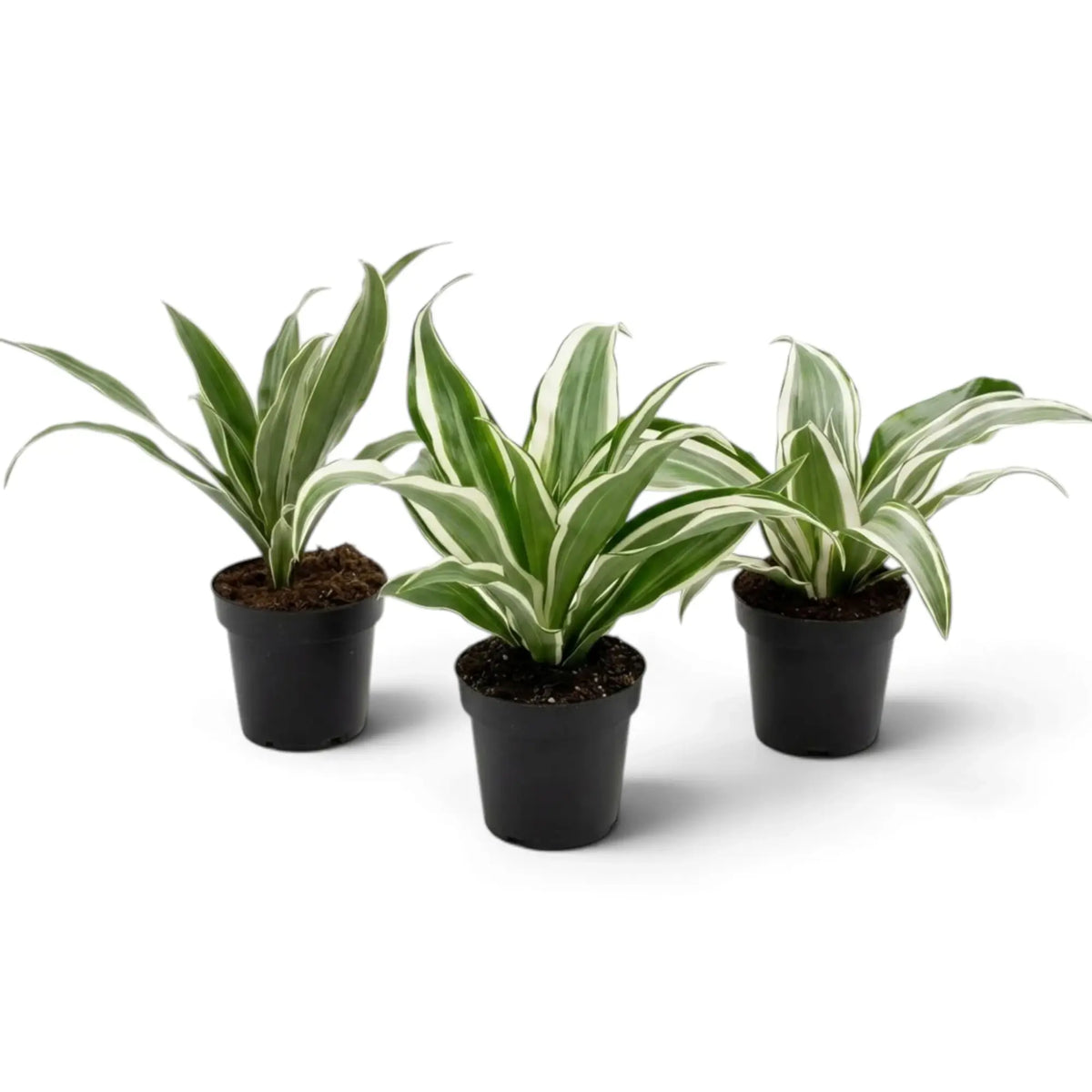 Baby Dracaena fragrans ‘Warneckii’ with grey-green leaves, white stripes and dark green edges