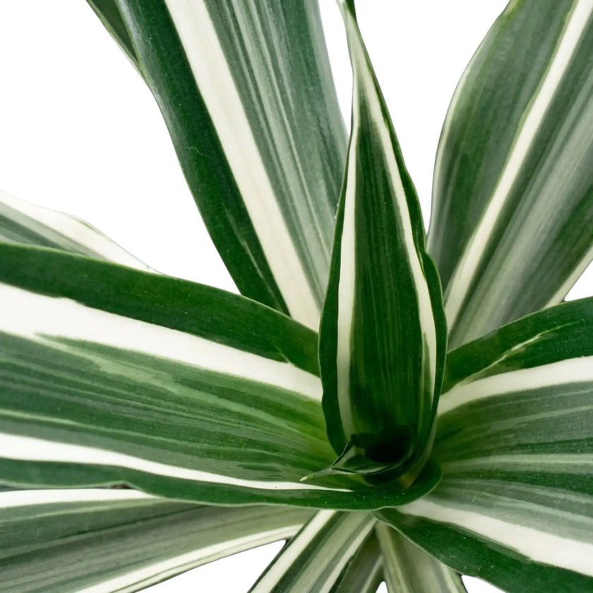 Close-up of grey-green leaves with white stripes and dark green edges on Dracaena fragrans ‘Warneckii’