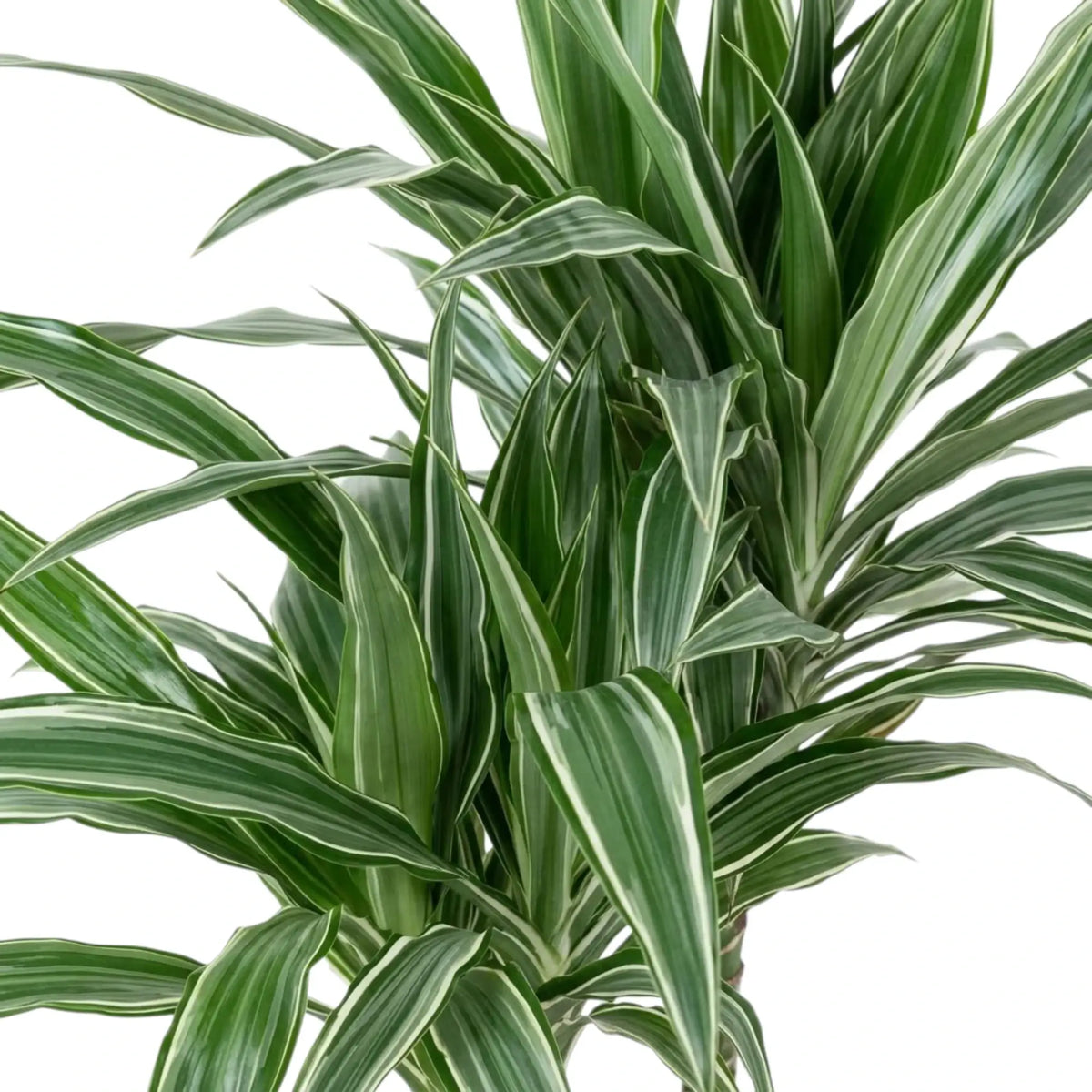 Close-up of grey-green leaves with white stripes and dark green edges on Dracaena fragrans ‘Warneckii’