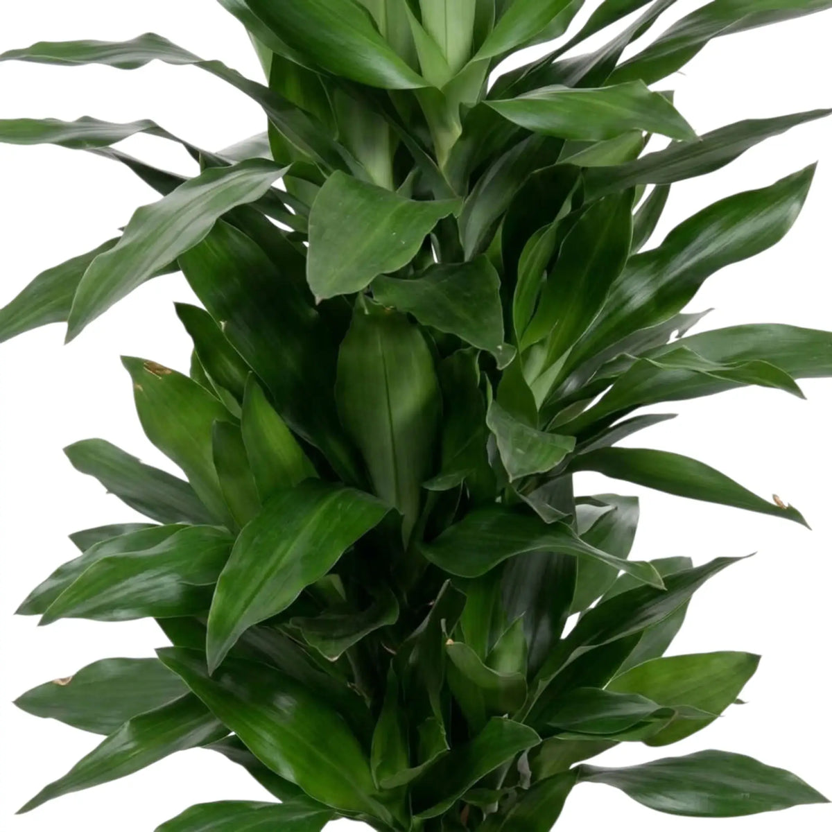 Nahaufnahme der glänzenden, dunkelgrünen Blätter von Dracaena fragrans ‘Janet Lind’ mit hellgrünen Streifen