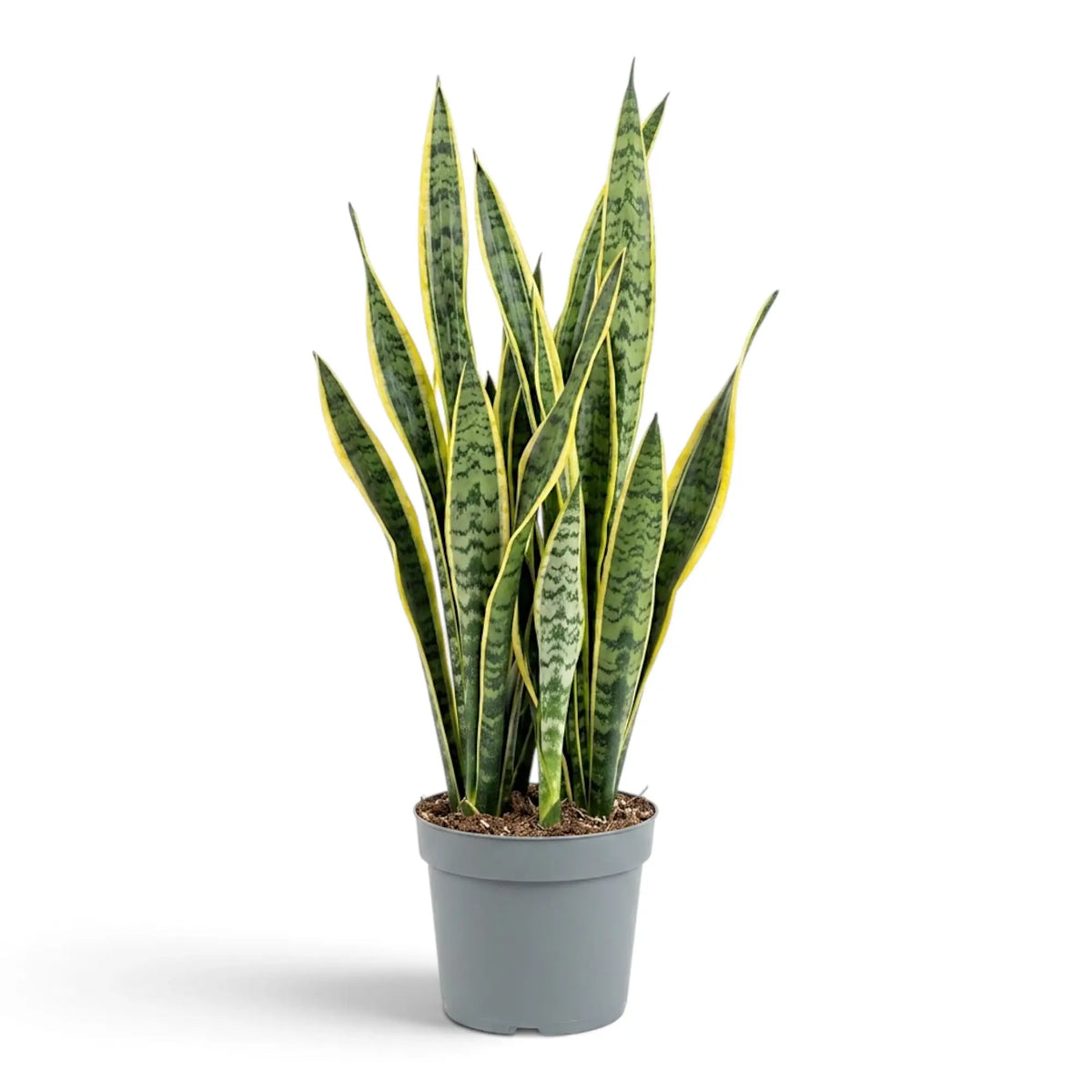 Sehr große Dracaena trifasciata 'Laurentii' mit langen, gelb gerandeten Blättern und unregelmäßiger grüner Querzeichnung