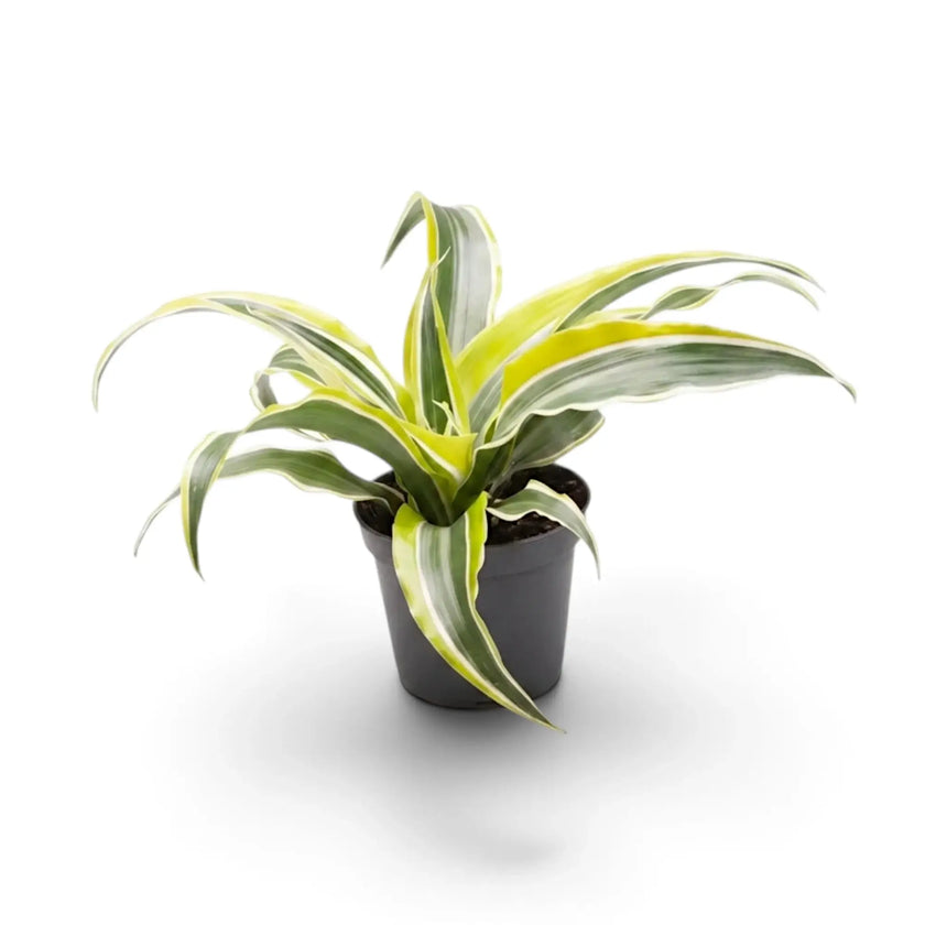 Baby Dracaena ‘Lemon Surprise’ with cream-edged arching leaves