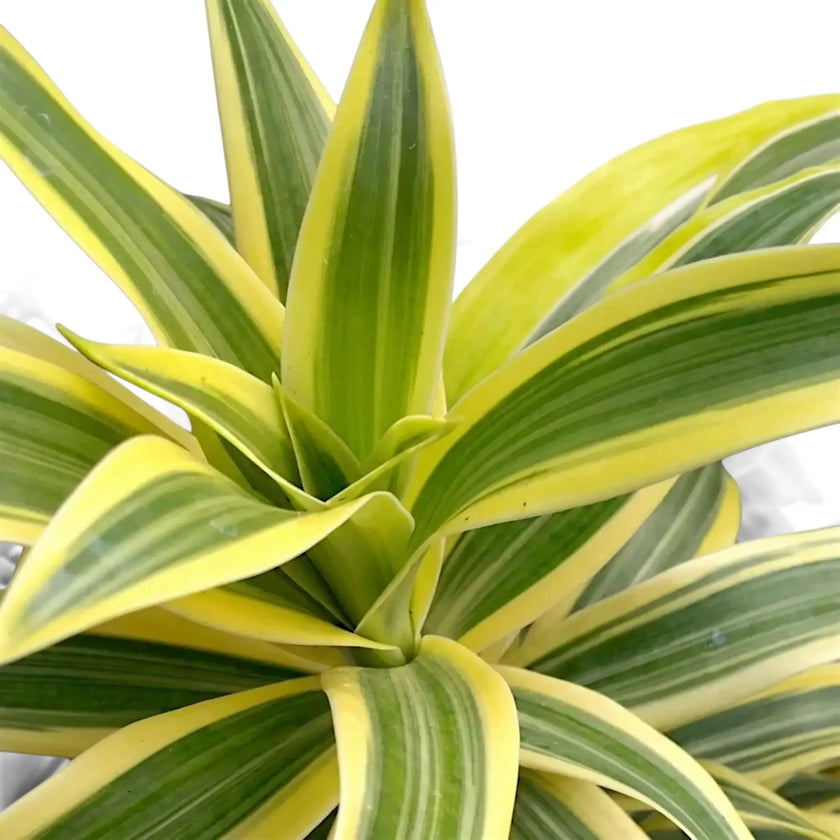 Close-up of Dracaena ‘Lemon Surprise’ leaves striped yellow, lime and green