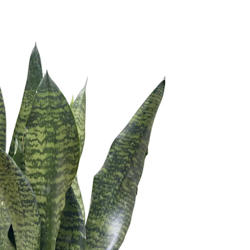 Dracaena (Sansevieria) masoniana 'Dragon' close-up of leaf on white background.