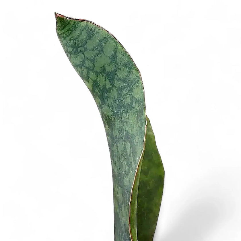 Dracaena (Sansevieria) masoniana 'Victoria' – Blattdetail vor weißem Hintergrund..
