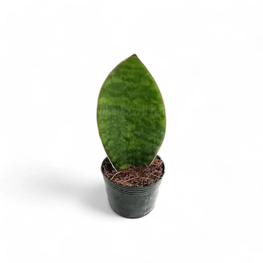 Dracaena (Sansevieria) masoniana 'Victoria' Zimmerpflanze im Anzuchttopf vor weißem Hintergrund, Produktfoto 2.