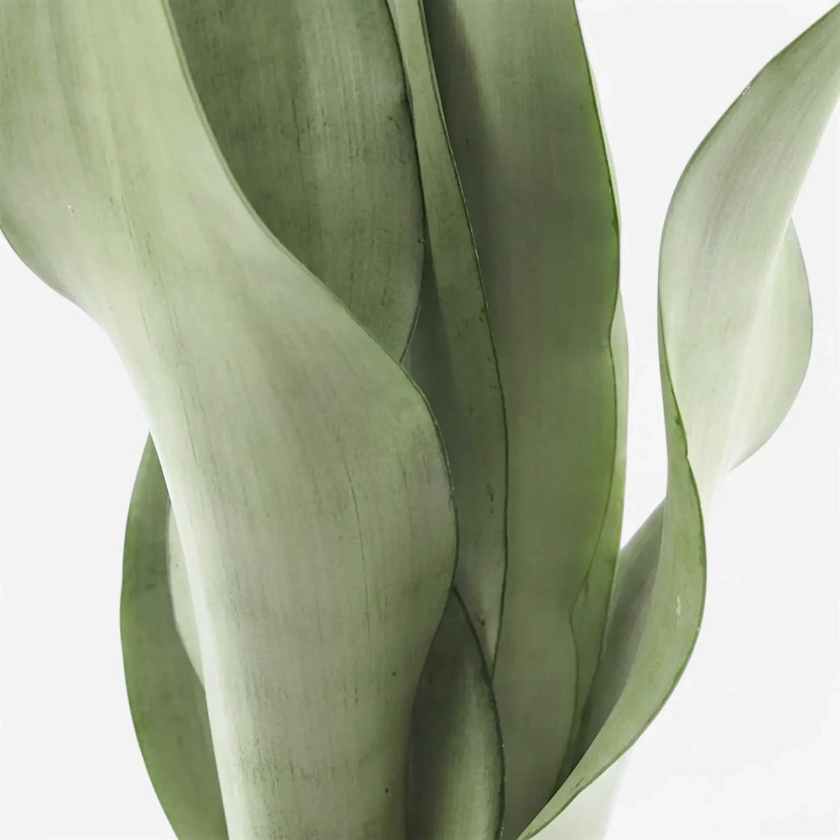 Nahaufnahme der aufrechten, hellen, silbrig grünen Blätter von Dracaena trifasciata ‘Moonshine’