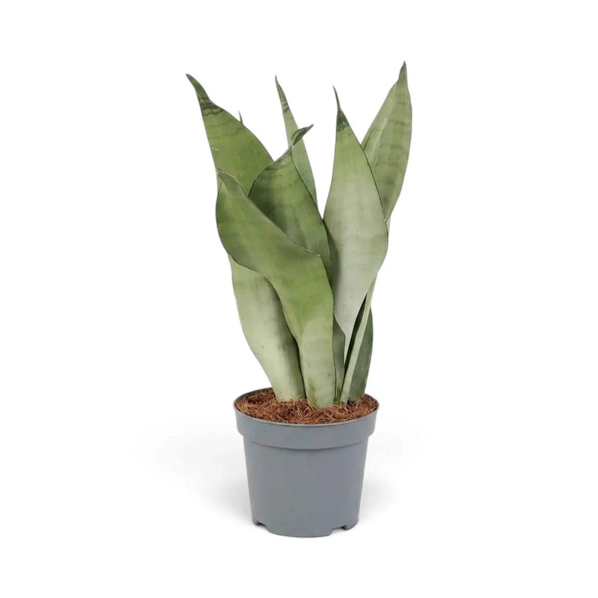 Große Dracaena trifasciata ‘Moonshine’ im Kulturtopf mit aufrechten, hellen, silbrig grünen Blättern