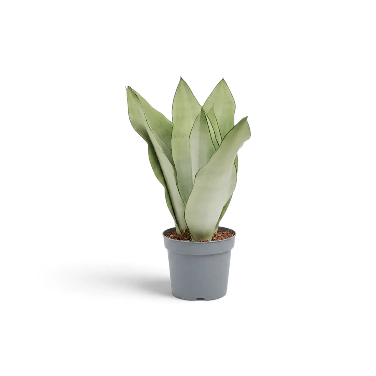 Mittelgroße Dracaena trifasciata ‘Moonshine’ im Kulturtopf mit aufrechten, hellen, silbrig grünen Blättern