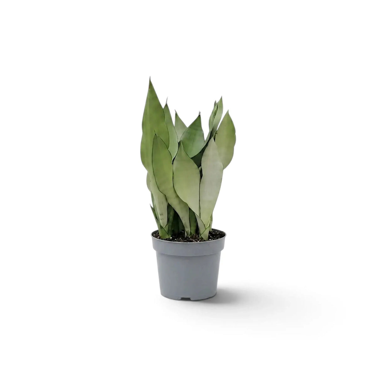 Mittelgroße Dracaena trifasciata ‘Moonshine’ im Kulturtopf mit aufrechten, hellen, silbrig grünen Blättern
