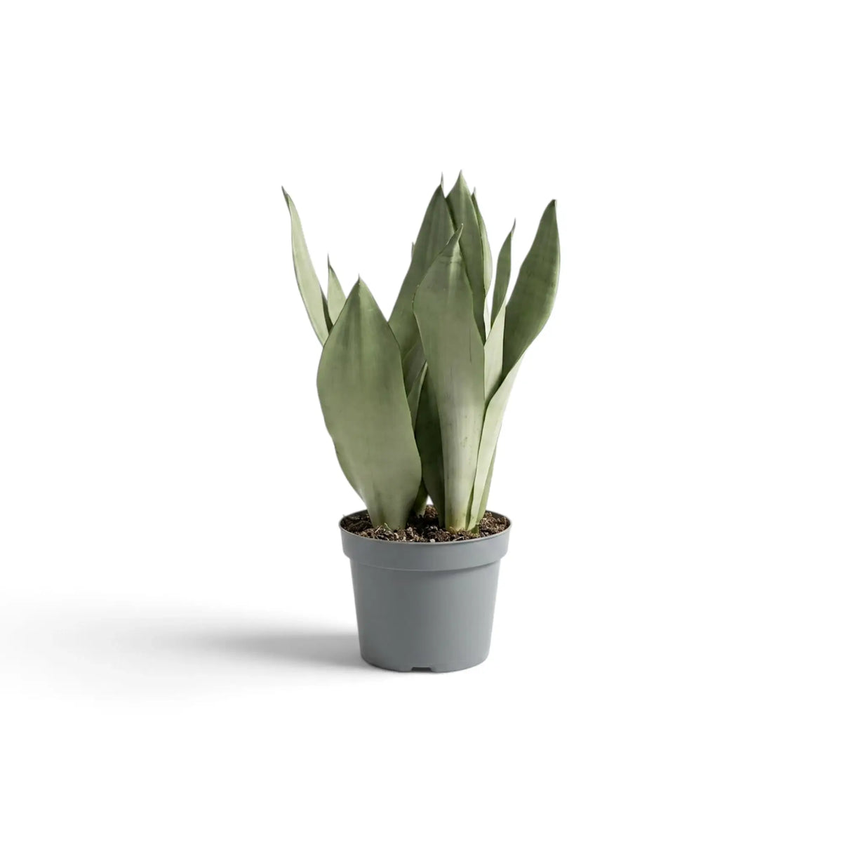 Mittelgroße Dracaena trifasciata ‘Moonshine’ im Kulturtopf mit aufrechten, hellen, silbrig grünen Blättern