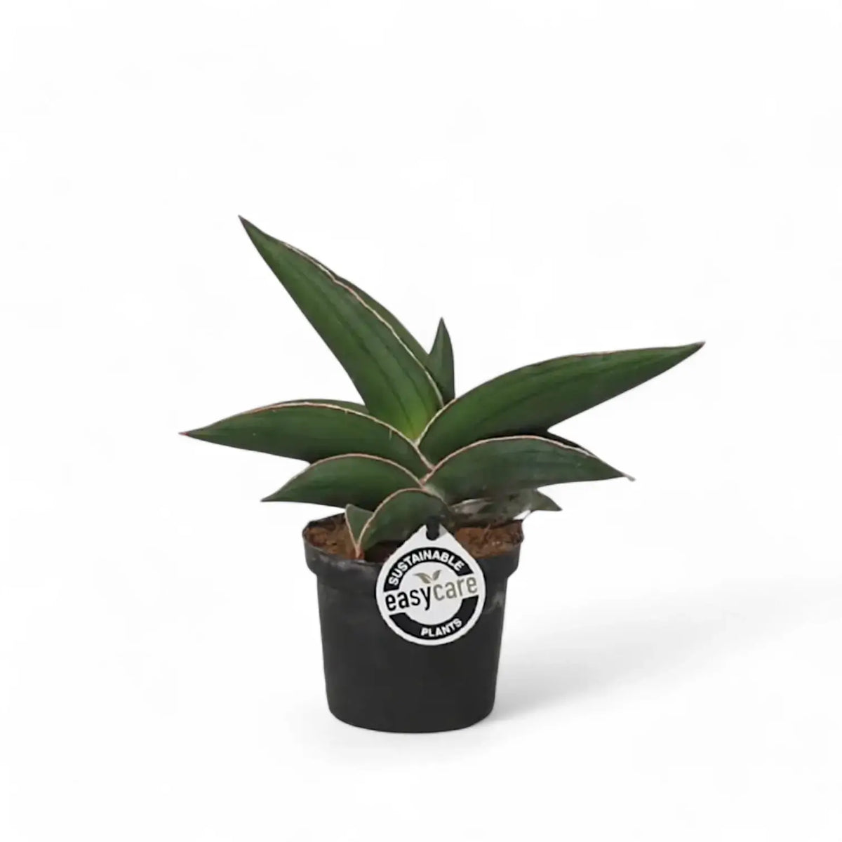 Dracaena (Sansevieria) perrotii 'Samurai' Zimmerpflanze im Anzuchttopf vor weißem Hintergrund, Produktfoto 4.