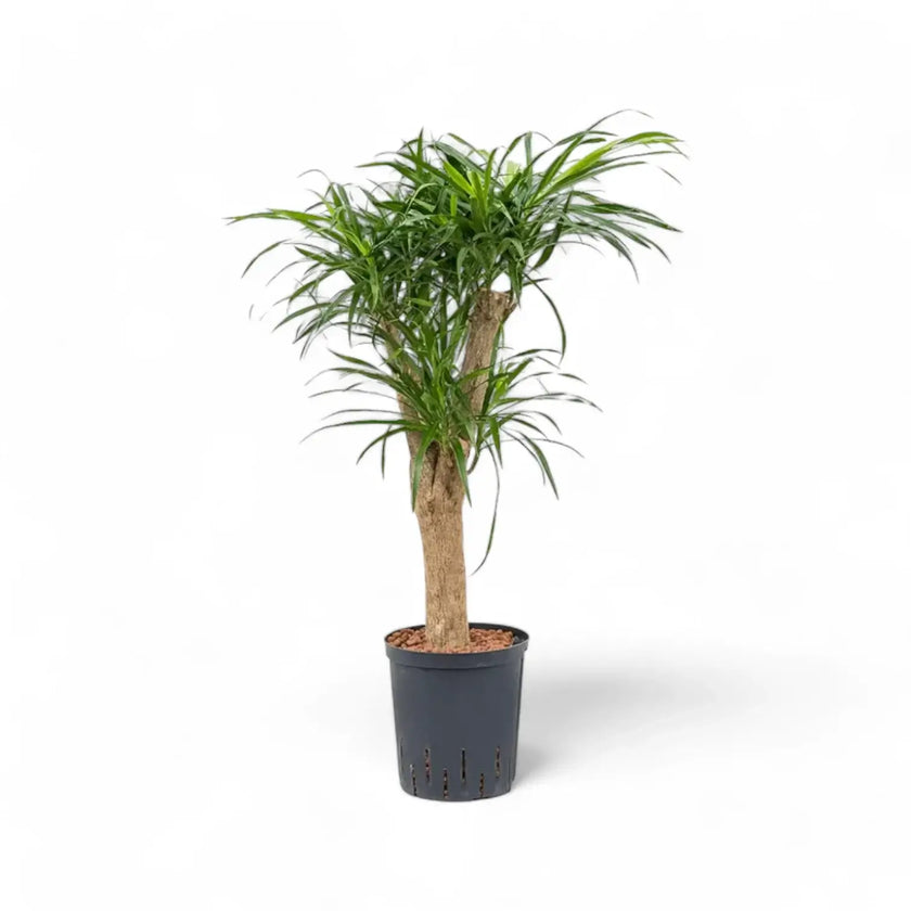 Dracaena reflexa 'Anita' Zimmerpflanze im Anzuchttopf vor weißem Hintergrund, Produktfoto 2.
