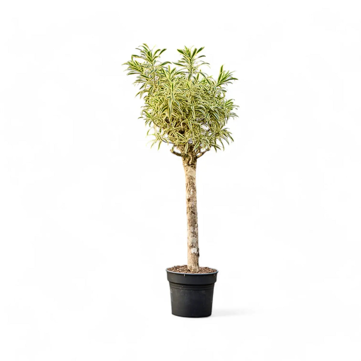 Dracaena reflexa 'Song Of India' – Topfpflanze im Kulturtopf vor weißem Hintergrund, Produktfoto 4.