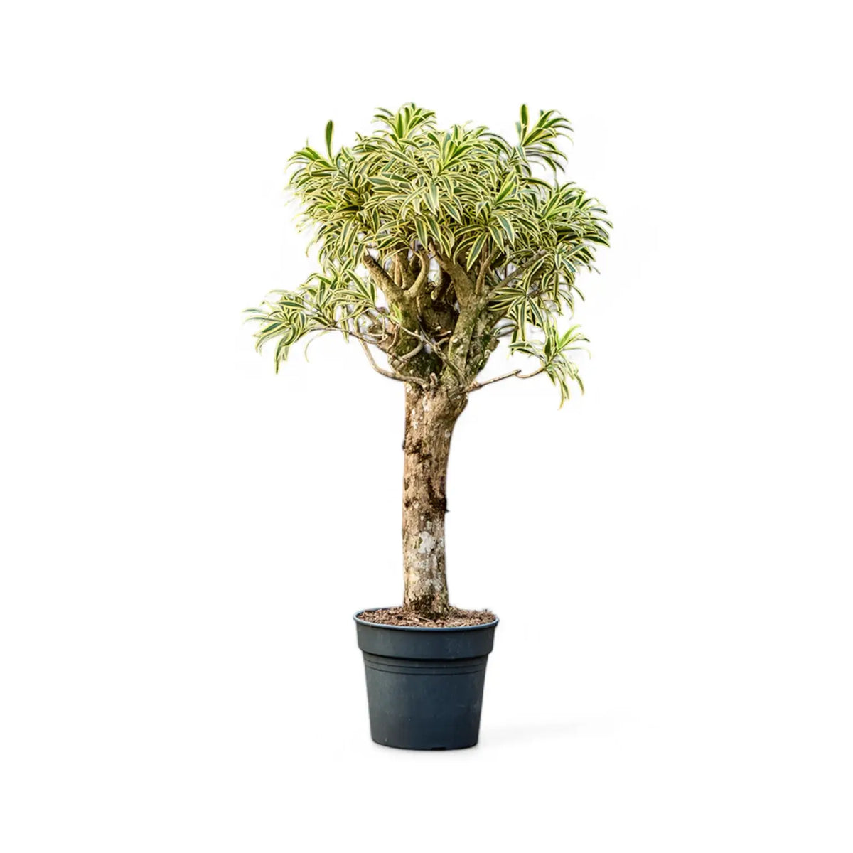 Dracaena reflexa 'Song Of India' – Topfpflanze im Kulturtopf vor weißem Hintergrund, Produktfoto 5.
