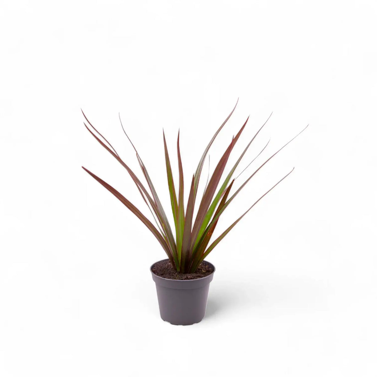 Dracaena reflexa var. angustifolia 'Magenta' potted plant in nursery pot on white background.
