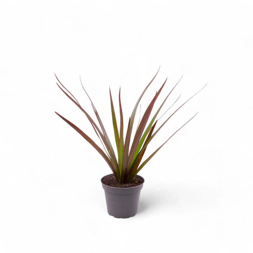 Dracaena reflexa var. angustifolia 'Magenta' – Topfpflanze im Kulturtopf vor weißem Hintergrund, Produktfoto 3.