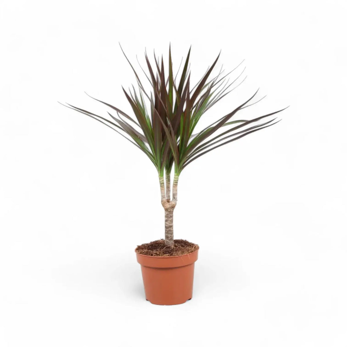 Dracaena reflexa var. angustifolia 'Magenta' potted plant in nursery pot on white background.