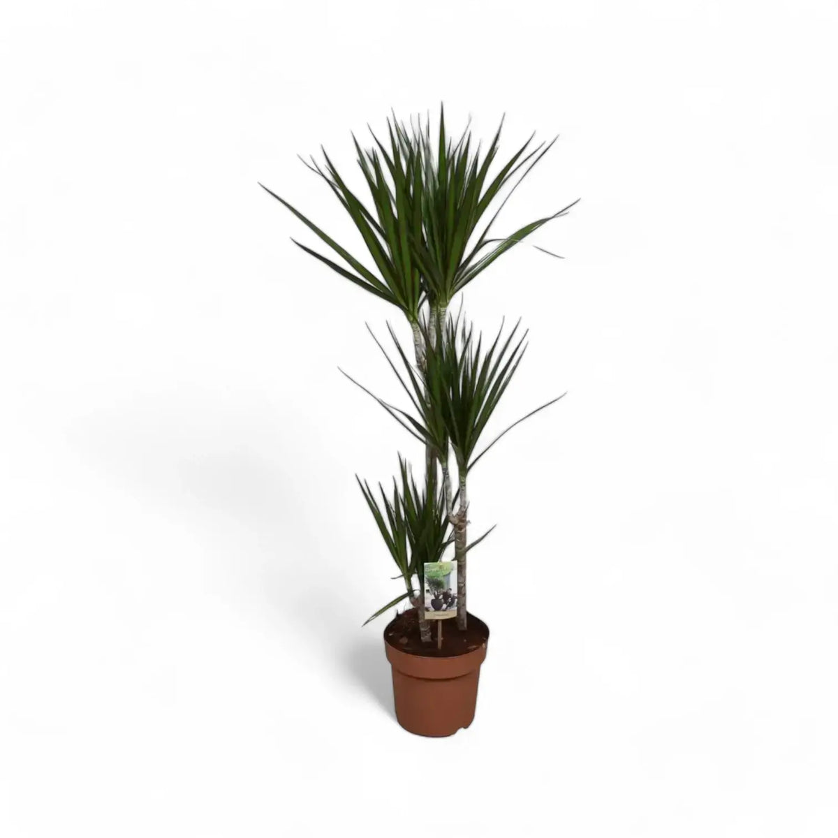 Dracaena reflexa var. angustifolia 'Magenta' potted plant in nursery pot on white background.