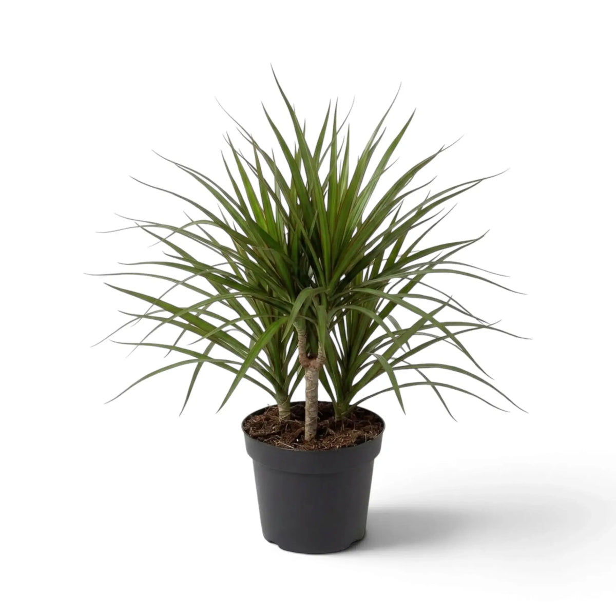 Mittelgroße Dracaena reflexa var. angustifolia mit schmalen, glänzenden grünen Blättern und roten Blatträndern
