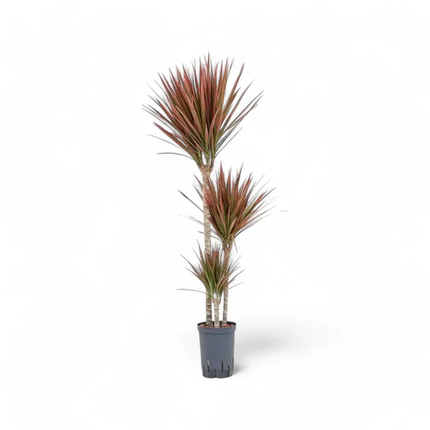 Dracaena reflexa var. angustifolia 'Red' Zimmerpflanze im Anzuchttopf vor weißem Hintergrund, Produktfoto 2.