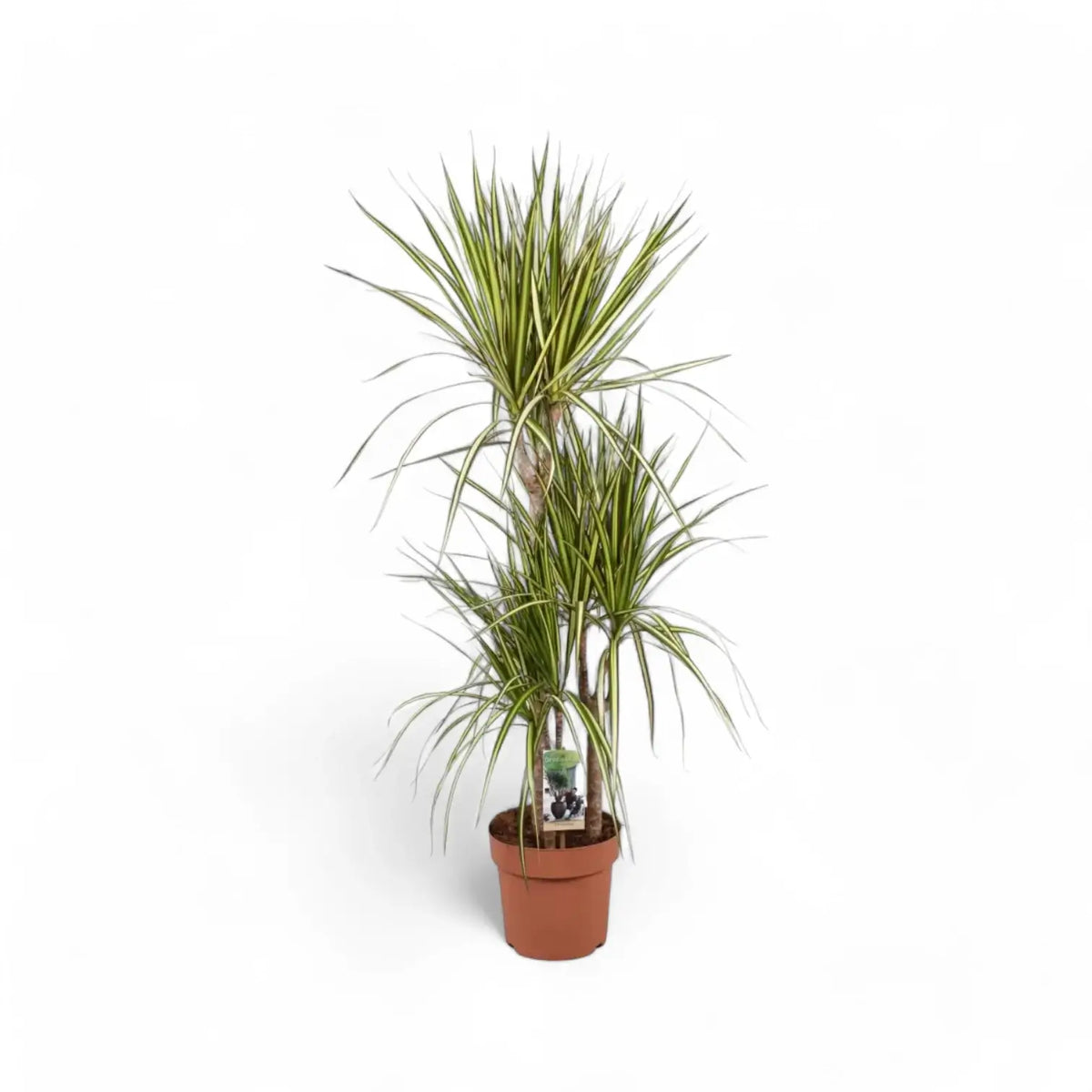 Dracaena reflexa var. angustifolia 'Sunray' – Topfpflanze im Kulturtopf vor weißem Hintergrund, Produktfoto 4.